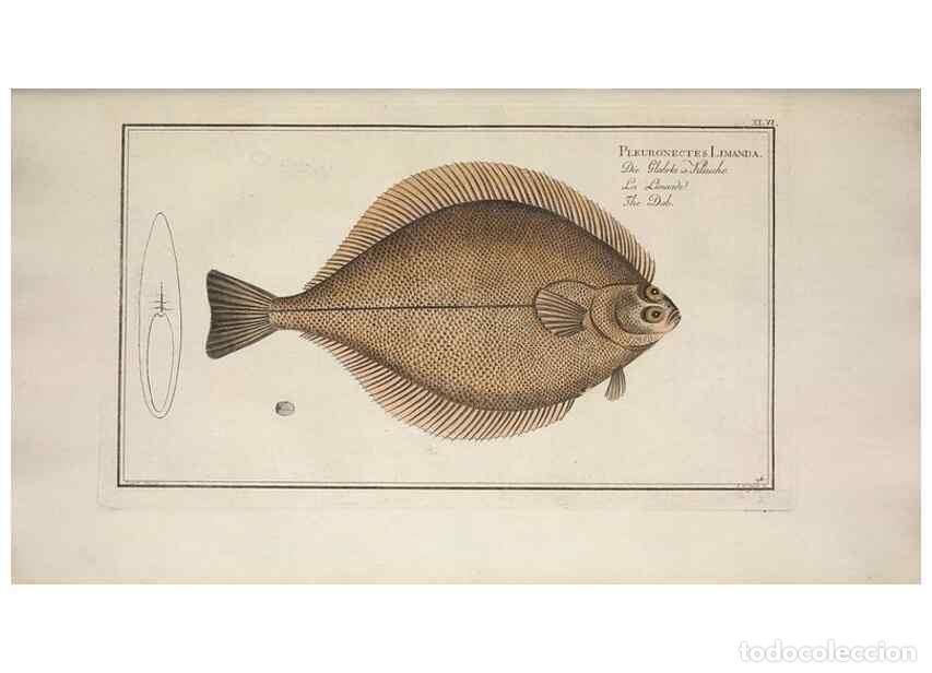 Collectionnisme de Revues et Journaux: Reproducci&oacute;n/Reproduction 49768619533: Ichtyologie, ou, Histoire naturelle, g&eacute;n&eacute;rale et particuli&egrave;re