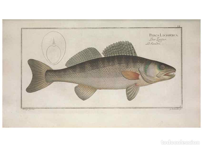 Collectionnisme de Revues et Journaux: Reproducci&oacute;n/Reproduction 49769480182: Ichtyologie, ou, Histoire naturelle, g&eacute;n&eacute;rale et particuli&egrave;re