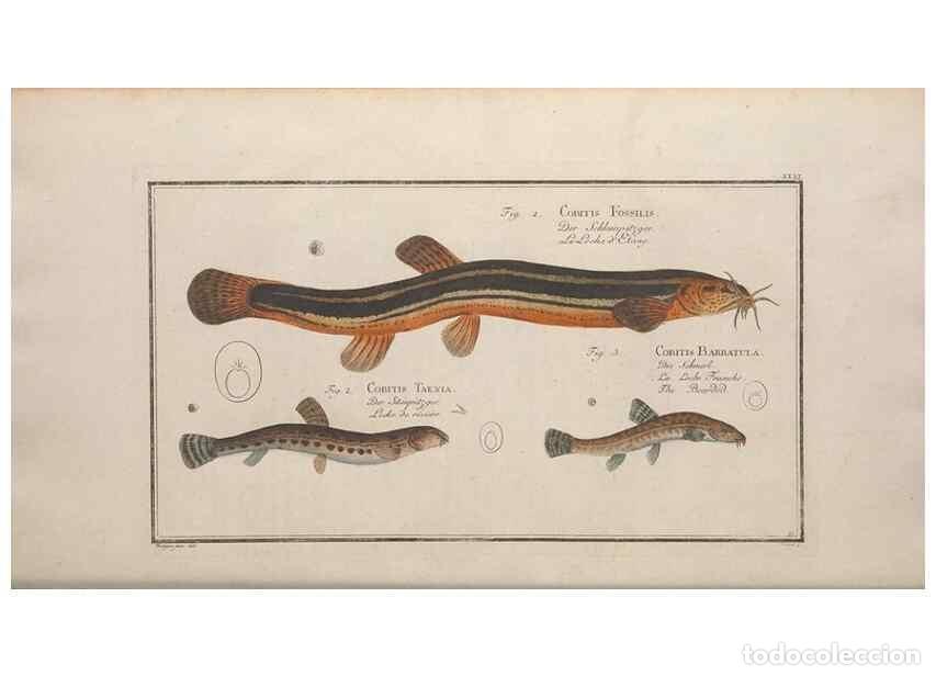 Collectionnisme de Revues et Journaux: Reproducci&oacute;n/Reproduction 49769148626: Ichtyologie, ou, Histoire naturelle, g&eacute;n&eacute;rale et particuli&egrave;re
