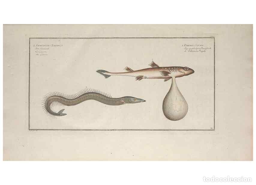 Collectionnisme de Revues et Journaux: Reproducci&oacute;n/Reproduction 49769949653: Ichtyologie, ou, Histoire naturelle, g&eacute;n&eacute;rale et particuli&egrave;re