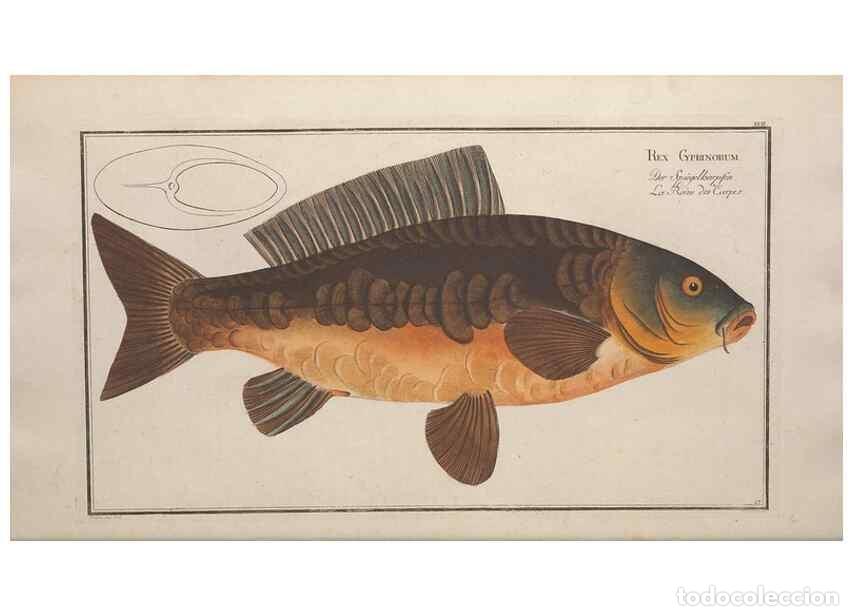 Collectionnisme de Revues et Journaux: Reproducci&oacute;n/Reproduction 49769468267: Ichtyologie, ou, Histoire naturelle, g&eacute;n&eacute;rale et particuli&egrave;re