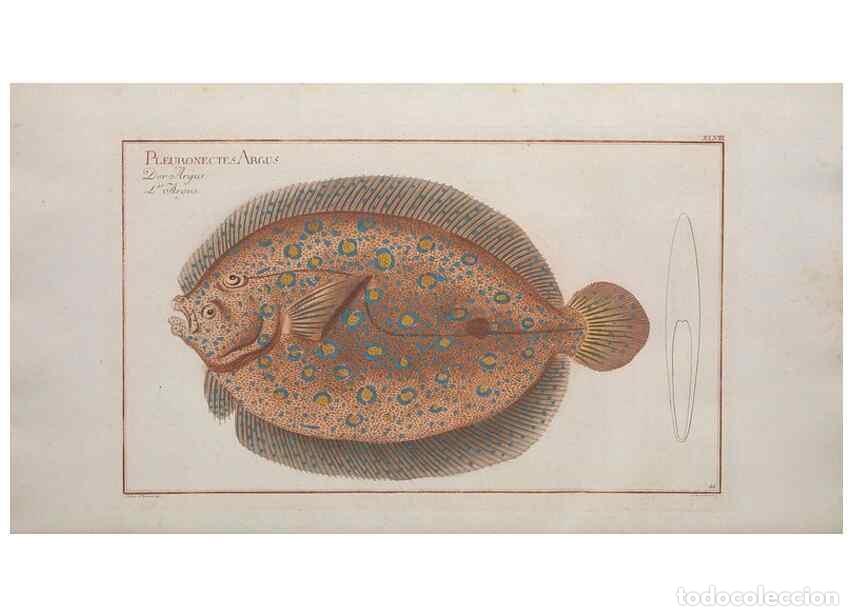 Collectionnisme de Revues et Journaux: Reproducci&oacute;n/Reproduction 49769555102: Ichtyologie, ou, Histoire naturelle, g&eacute;n&eacute;rale et particuli&egrave;re