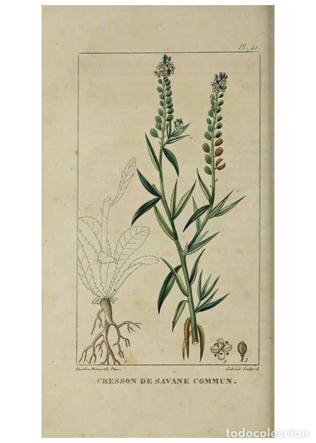 Collectionnisme de Revues et Journaux: Reproducci&oacute;n/Reproduction 49742631313: Flore pittoresque et m&eacute;dicale des Antilles, ou, Histoire natu