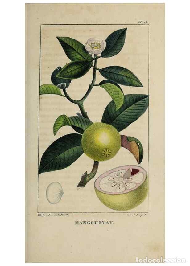 Collectionnisme de Revues et Journaux: Reproducci&oacute;n/Reproduction 49743174651: Flore pittoresque et m&eacute;dicale des Antilles, ou, Histoire natu