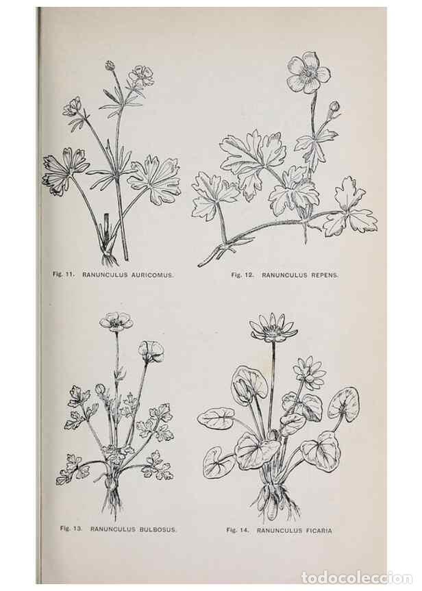 Collectionnisme de Revues et Journaux: Reproducci&oacute;n/Reproduction 49743571467: The flora of the Liverpool district /. Liverpool :D. Marples