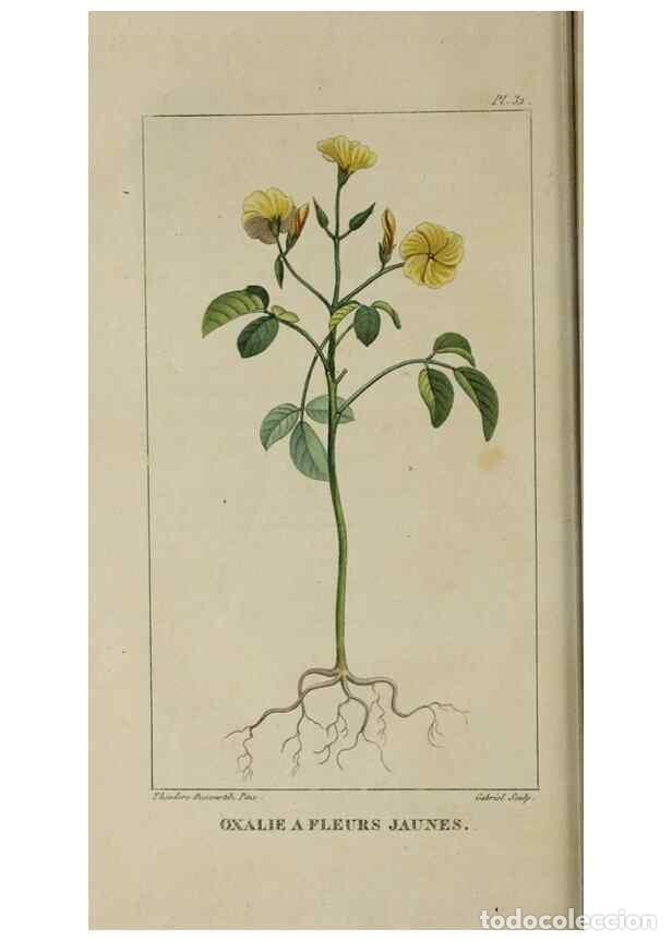 Collectionnisme de Revues et Journaux: Reproducci&oacute;n/Reproduction 49742628088: Flore pittoresque et m&eacute;dicale des Antilles, ou, Histoire natu