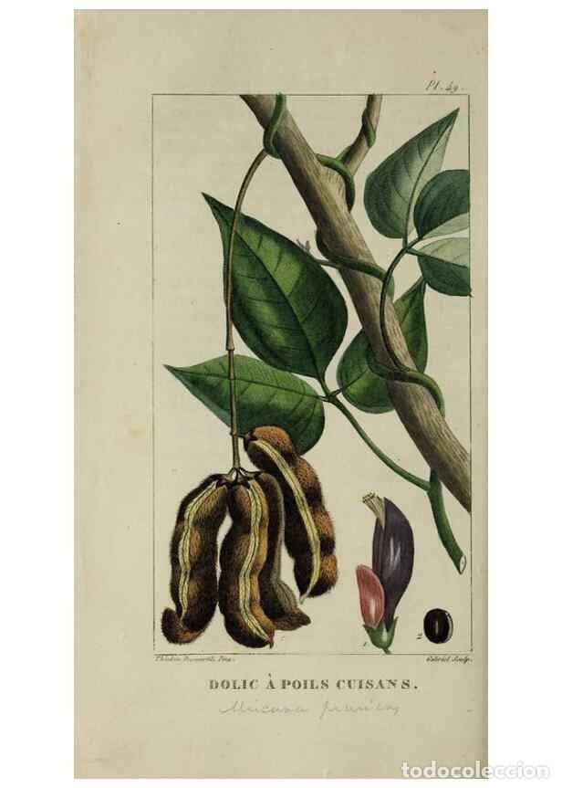 Collectionnisme de Revues et Journaux: Reproducci&oacute;n/Reproduction 49743183431: Flore pittoresque et m&eacute;dicale des Antilles, ou, Histoire natu