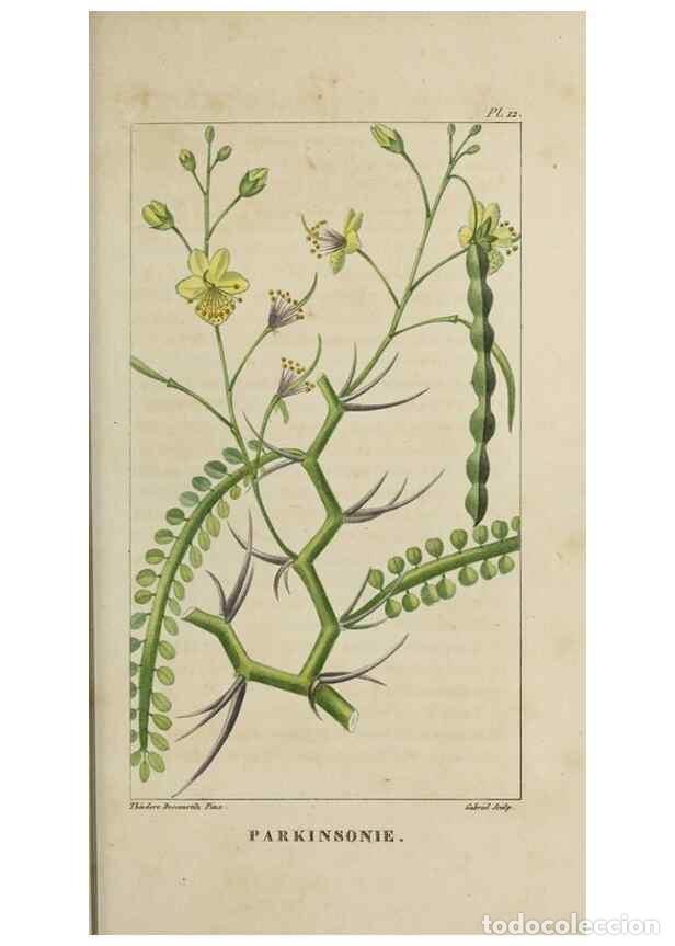 Collectionnisme de Revues et Journaux: Reproducci&oacute;n/Reproduction 49742621833: Flore pittoresque et m&eacute;dicale des Antilles, ou, Histoire natu