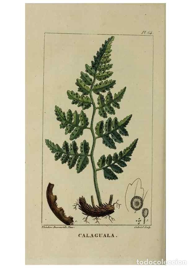 Collectionnisme de Revues et Journaux: Reproducci&oacute;n/Reproduction 49743510217: Flore pittoresque et m&eacute;dicale des Antilles, ou, Histoire natu