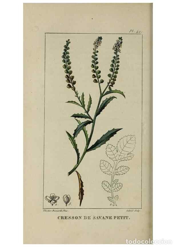 Collectionnisme de Revues et Journaux: Reproducci&oacute;n/Reproduction 49742631783: Flore pittoresque et m&eacute;dicale des Antilles, ou, Histoire natu
