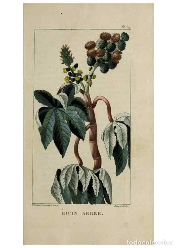Collectionnisme de Revues et Journaux: Reproducci&oacute;n/Reproduction 49743508222: Flore pittoresque et m&eacute;dicale des Antilles, ou, Histoire natu