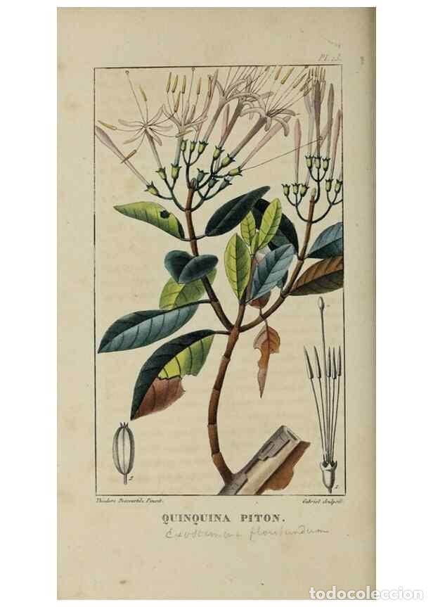 Collectionnisme de Revues et Journaux: Reproducci&oacute;n/Reproduction 49743492887: Flore pittoresque et m&eacute;dicale des Antilles, ou, Histoire natu