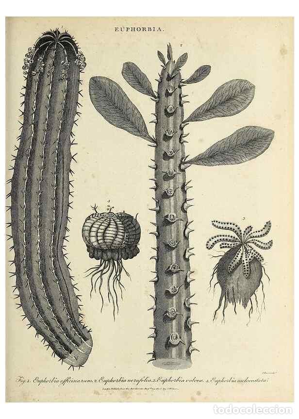 Collectionnisme de Revues et Journaux: Reproducci&oacute;n/Reproduction 49753810883: Encyclopaedia londinensis, or, Universal dictionary of arts,