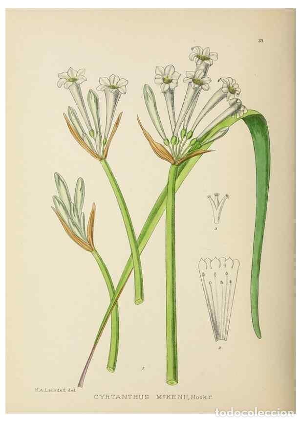 Collezionismo di Riviste e Giornali: Reproducci&oacute;n/Reproduction 49754028887: The Flowering plants of Africa.. Pretoria [etc.]Botanical Res