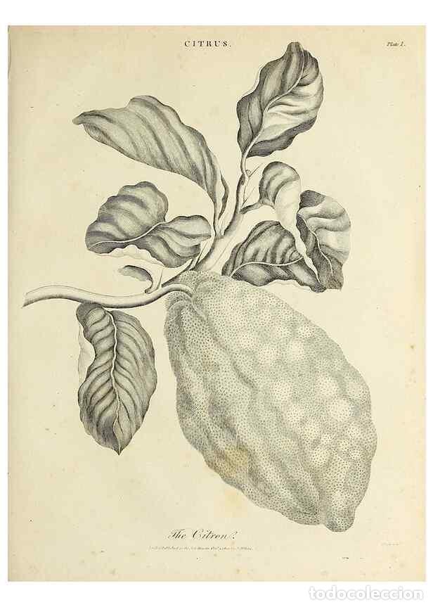 Collezionismo di Riviste e Giornali: Reproducci&oacute;n/Reproduction 49753599193: Encyclopaedia londinensis, or, Universal dictionary of arts,