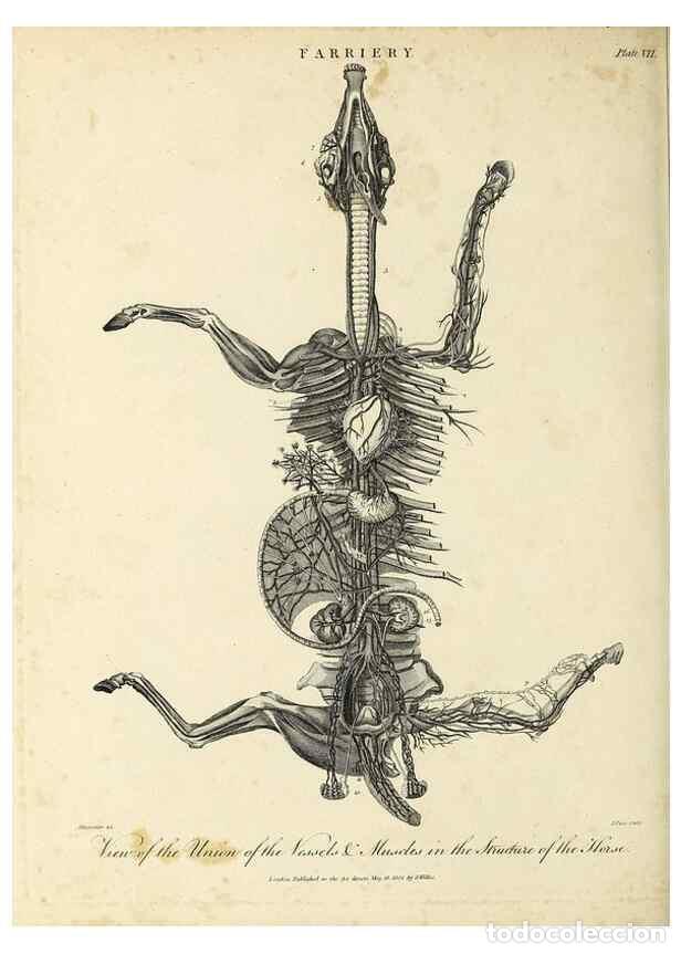 Collezionismo di Riviste e Giornali: Reproducci&oacute;n/Reproduction 49754344346: Encyclopaedia londinensis, or, Universal dictionary of arts,