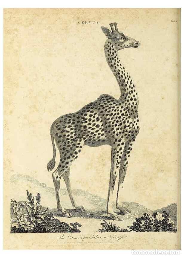 Collezionismo di Riviste e Giornali: Reproducci&oacute;n/Reproduction 49754122016: Encyclopaedia londinensis, or, Universal dictionary of arts,