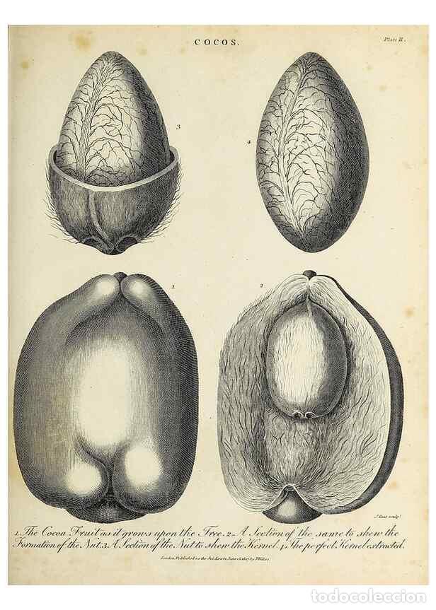 Collezionismo di Riviste e Giornali: Reproducci&oacute;n/Reproduction 49753601998: Encyclopaedia londinensis, or, Universal dictionary of arts,