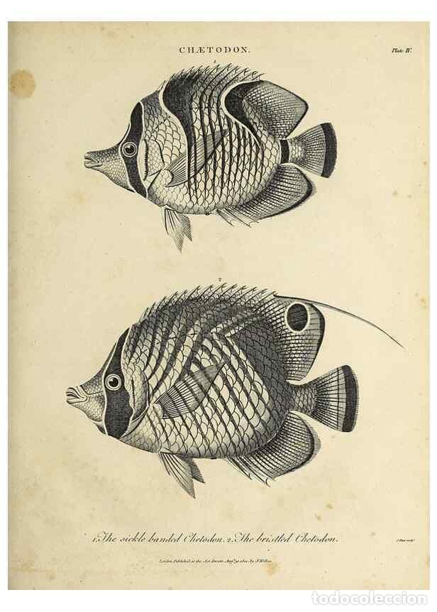 Collezionismo di Riviste e Giornali: Reproducci&oacute;n/Reproduction 49754123271: Encyclopaedia londinensis, or, Universal dictionary of arts,