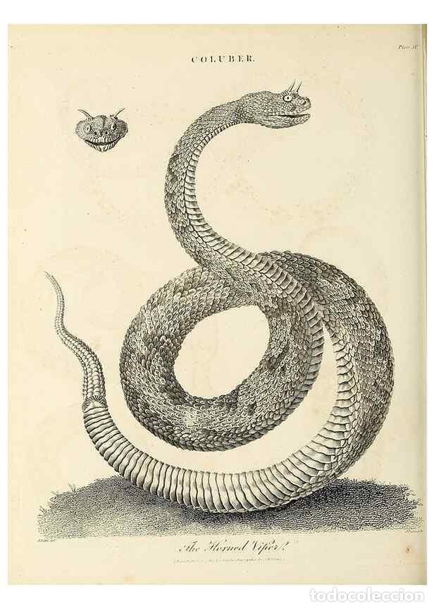 Collezionismo di Riviste e Giornali: Reproducci&oacute;n/Reproduction 49754133836: Encyclopaedia londinensis, or, Universal dictionary of arts,