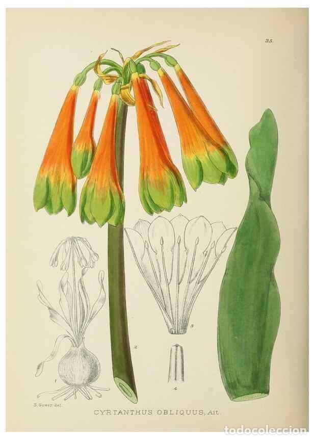 Collezionismo di Riviste e Giornali: Reproducci&oacute;n/Reproduction 49754029397: The Flowering plants of Africa.. Pretoria [etc.]Botanical Res