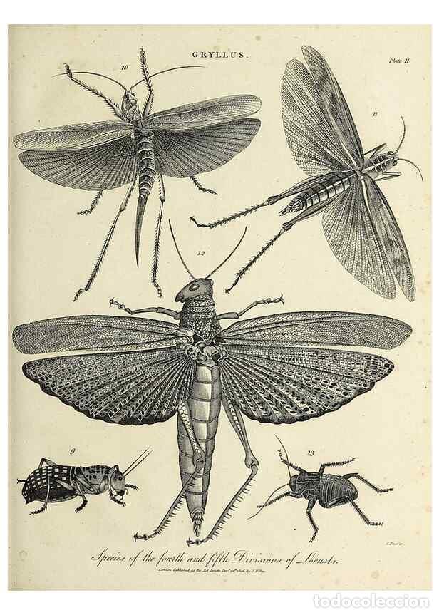 Colecionismo de Revistas e Jornais: Reproducci&oacute;n/Reproduction 49754764147: Encyclopaedia londinensis, or, Universal dictionary of arts,