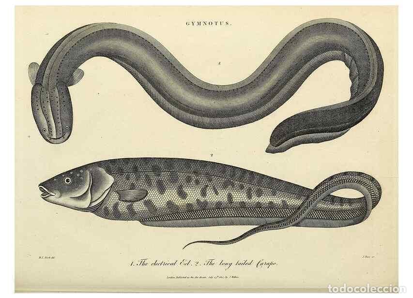 Colecionismo de Revistas e Jornais: Reproducci&oacute;n/Reproduction 49754427686: Encyclopaedia londinensis, or, Universal dictionary of arts,