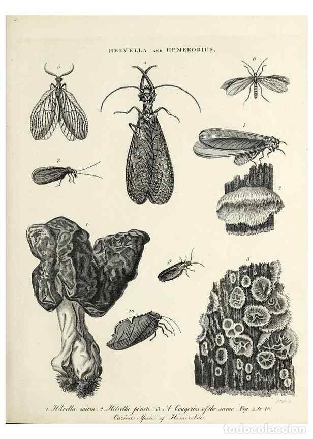 Colecionismo de Revistas e Jornais: Reproducci&oacute;n/Reproduction 49754769037: Encyclopaedia londinensis, or, Universal dictionary of arts,