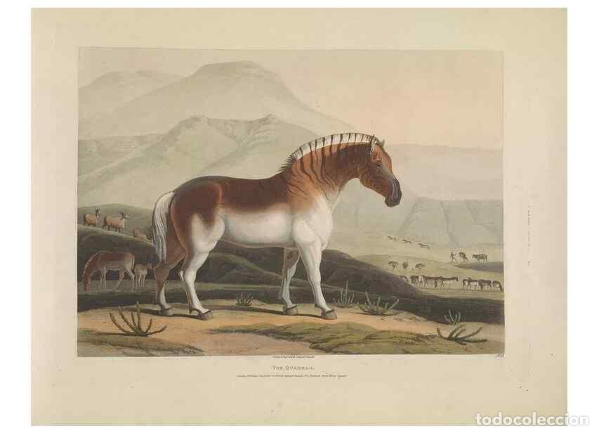 Collection Magazines and Newspapers: Reproducci&oacute;n/Reproduction 49752709303: [African scenery and animals]. London,1804-05. - Daniell, Sam