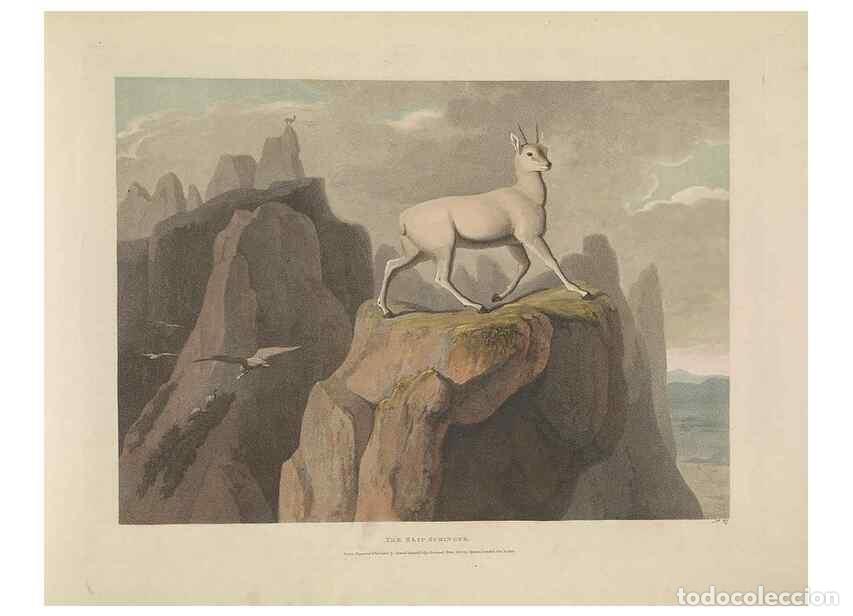 Sammeln von Zeitschriften und Zeitungen: Reproducci&oacute;n/Reproduction 49752712468: [African scenery and animals]. London,1804-05. - Daniell, Sam