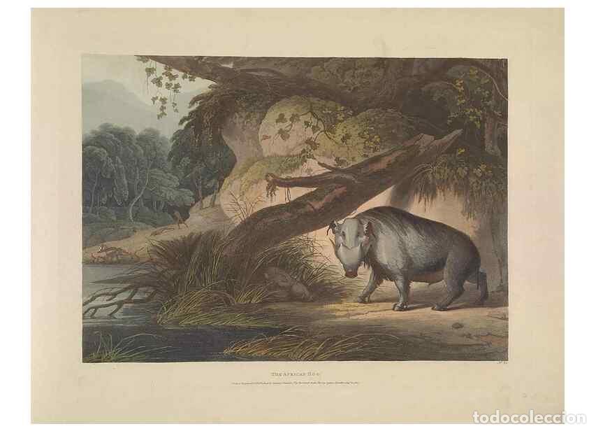 Colecionismo de Revistas e Jornais: Reproducci&oacute;n/Reproduction 49753246546: [African scenery and animals]. London,1804-05. - Daniell, Sam
