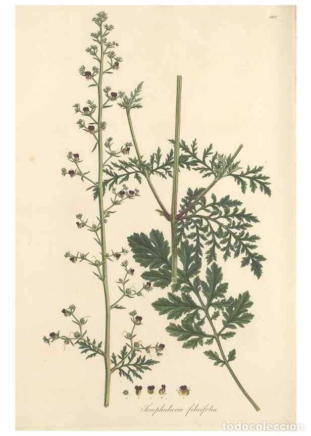 Colecionismo de Revistas e Jornais: Reproducci&oacute;n/Reproduction 49557917982: Flora Graeca, sive, Plantarum rariorum historia, quas in prov