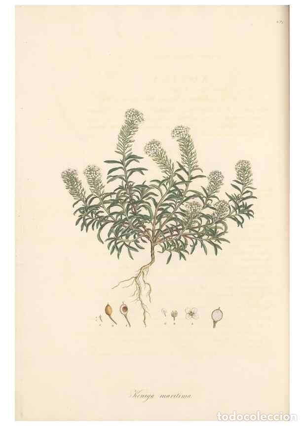 Colecionismo de Revistas e Jornais: Reproducci&oacute;n/Reproduction 49557743856: Flora Graeca, sive, Plantarum rariorum historia, quas in prov