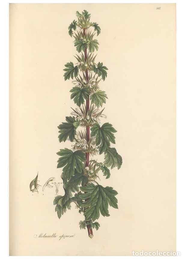 Colecionismo de Revistas e Jornais: Reproducci&oacute;n/Reproduction 49557672876: Flora Graeca, sive, Plantarum rariorum historia, quas in prov