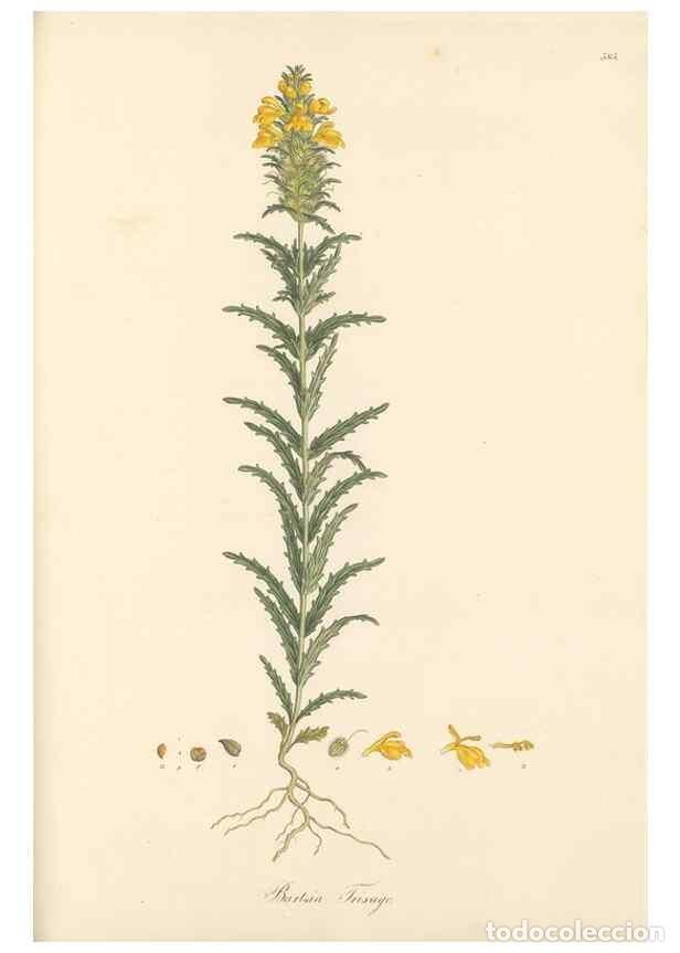 Colecionismo de Revistas e Jornais: Reproducci&oacute;n/Reproduction 49557181733: Flora Graeca, sive, Plantarum rariorum historia, quas in prov