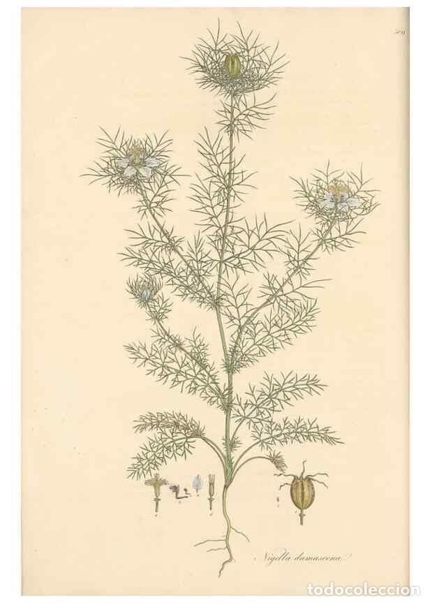 Colecionismo de Revistas e Jornais: Reproducci&oacute;n/Reproduction 49557654911: Flora Graeca, sive, Plantarum rariorum historia, quas in prov