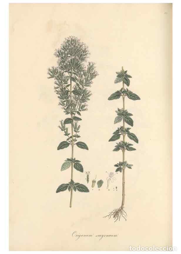 Colecionismo de Revistas e Jornais: Reproducci&oacute;n/Reproduction 49557177198: Flora Graeca, sive, Plantarum rariorum historia, quas in prov