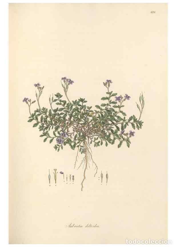 Colecionismo de Revistas e Jornais: Reproducci&oacute;n/Reproduction 49557249503: Flora Graeca, sive, Plantarum rariorum historia, quas in prov