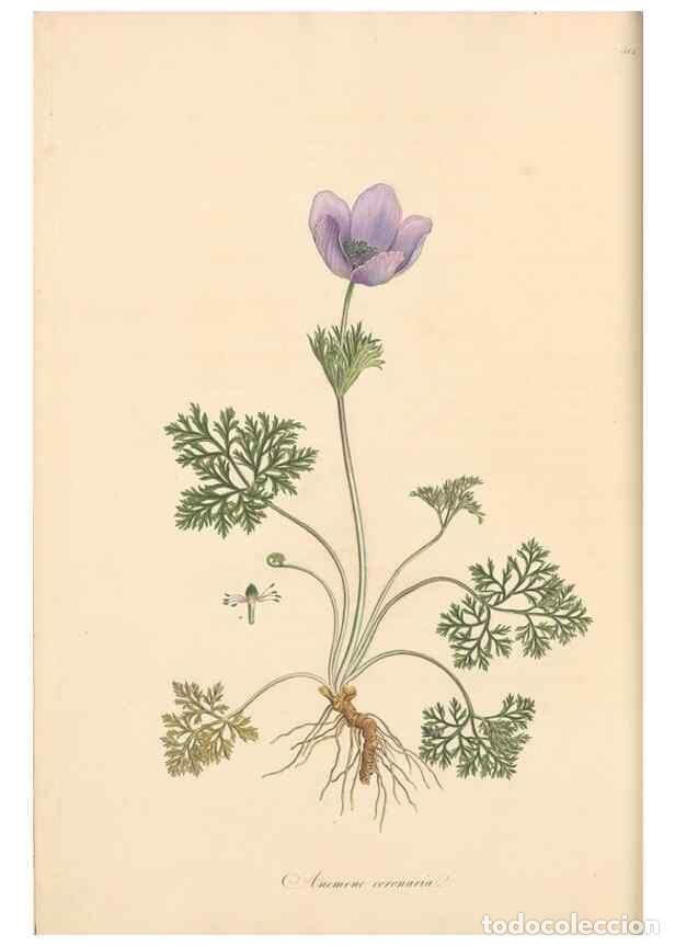 Colecionismo de Revistas e Jornais: Reproducci&oacute;n/Reproduction 49557158798: Flora Graeca, sive, Plantarum rariorum historia, quas in prov