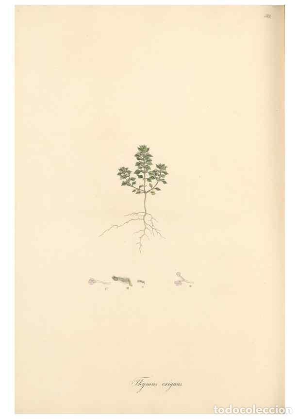 Colecionismo de Revistas e Jornais: Reproducci&oacute;n/Reproduction 49557178513: Flora Graeca, sive, Plantarum rariorum historia, quas in prov
