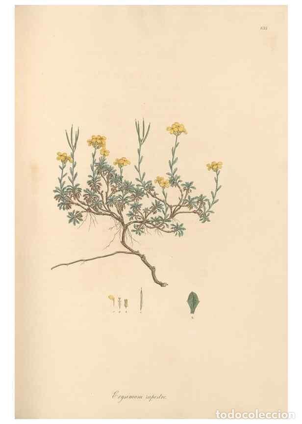 Colecionismo de Revistas e Jornais: Reproducci&oacute;n/Reproduction 49557982492: Flora Graeca, sive, Plantarum rariorum historia, quas in prov