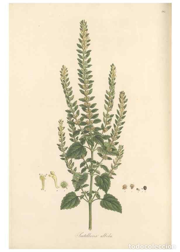 Colecionismo de Revistas e Jornais: Reproducci&oacute;n/Reproduction 49557911862: Flora Graeca, sive, Plantarum rariorum historia, quas in prov