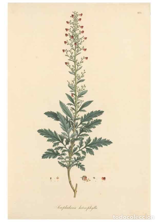 Colecionismo de Revistas e Jornais: Reproducci&oacute;n/Reproduction 49557973357: Flora Graeca, sive, Plantarum rariorum historia, quas in prov