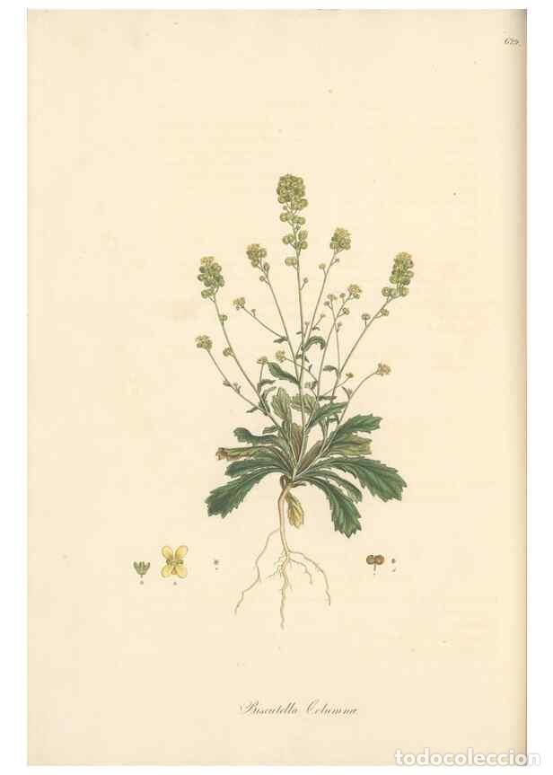 Colecionismo de Revistas e Jornais: Reproducci&oacute;n/Reproduction 49557746256: Flora Graeca, sive, Plantarum rariorum historia, quas in prov