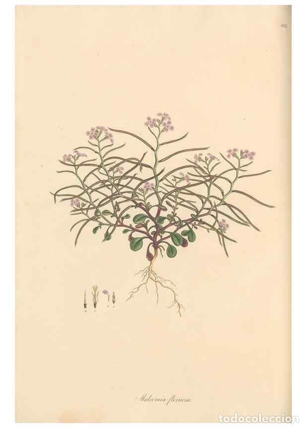 Colecionismo de Revistas e Jornais: Reproducci&oacute;n/Reproduction 49557251288: Flora Graeca, sive, Plantarum rariorum historia, quas in prov