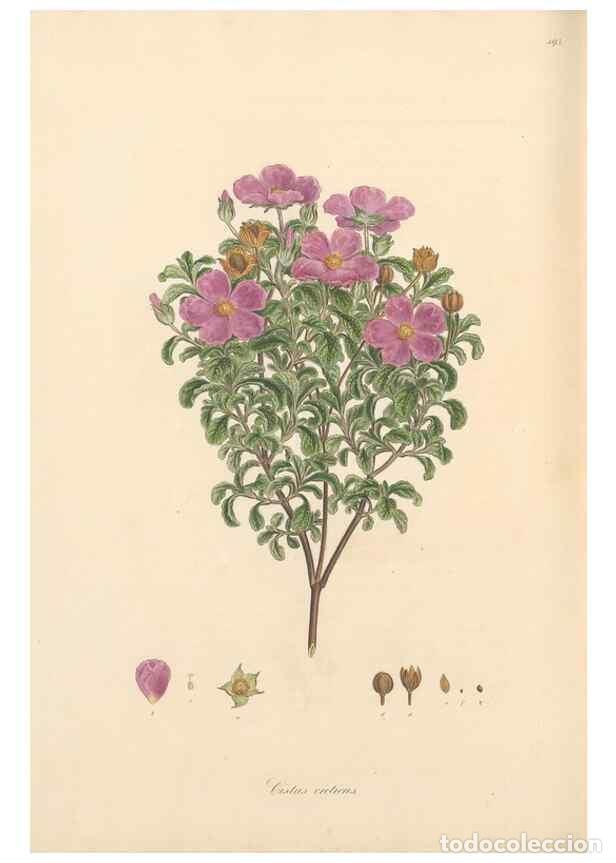 Colecionismo de Revistas e Jornais: Reproducci&oacute;n/Reproduction 49557087453: Flora Graeca, sive, Plantarum rariorum historia, quas in prov