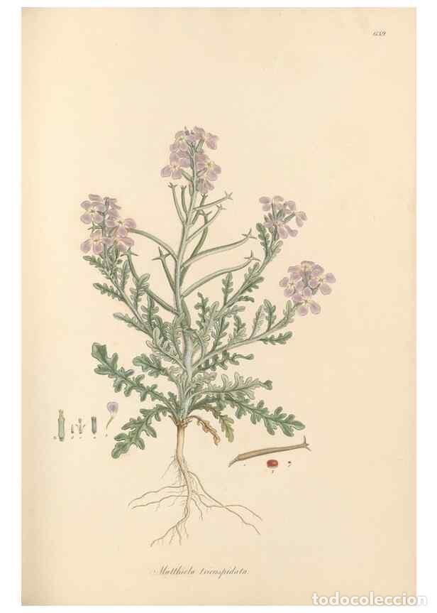 Colecionismo de Revistas e Jornais: Reproducci&oacute;n/Reproduction 49557749201: Flora Graeca, sive, Plantarum rariorum historia, quas in prov