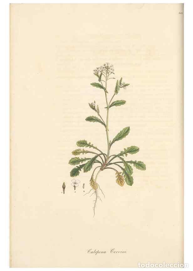 Colecionismo de Revistas e Jornais: Reproducci&oacute;n/Reproduction 49557978147: Flora Graeca, sive, Plantarum rariorum historia, quas in prov