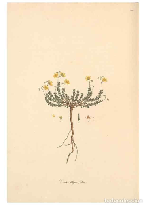 Colecionismo de Revistas e Jornais: Reproducci&oacute;n/Reproduction 49557586321: Flora Graeca, sive, Plantarum rariorum historia, quas in prov