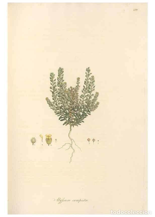 Colecionismo de Revistas e Jornais: Reproducci&oacute;n/Reproduction 49557979057: Flora Graeca, sive, Plantarum rariorum historia, quas in prov